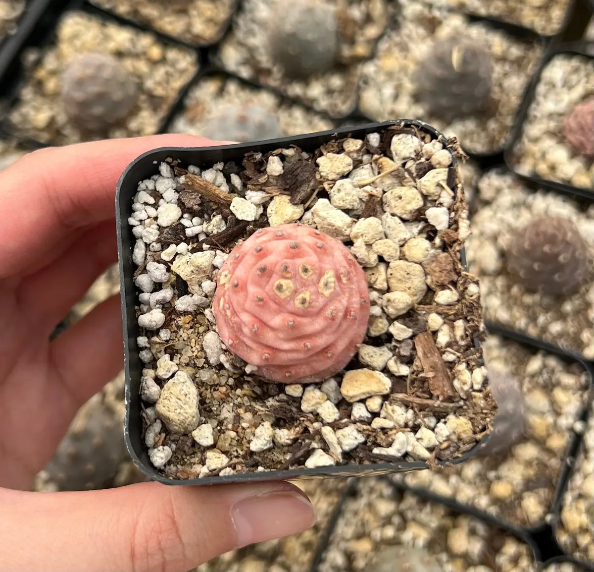 Pine Cone Cactus Live Plant - Rare Succulent in 2.5'' Pot - Indoor/Outdoor - Image 4