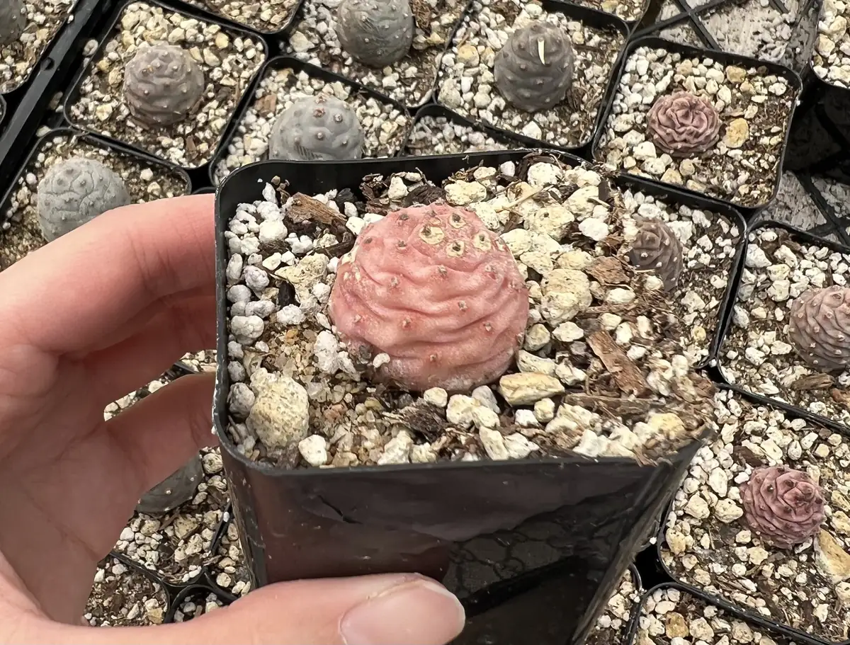 Pine Cone Cactus Live Plant - Rare Succulent in 2.5'' Pot - Indoor/Outdoor - Image 5