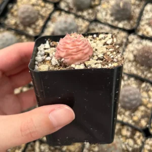 Pine Cone Cactus Live Plant - Rare Succulent in 2.5'' Pot - Indoor/Outdoor - Image 6