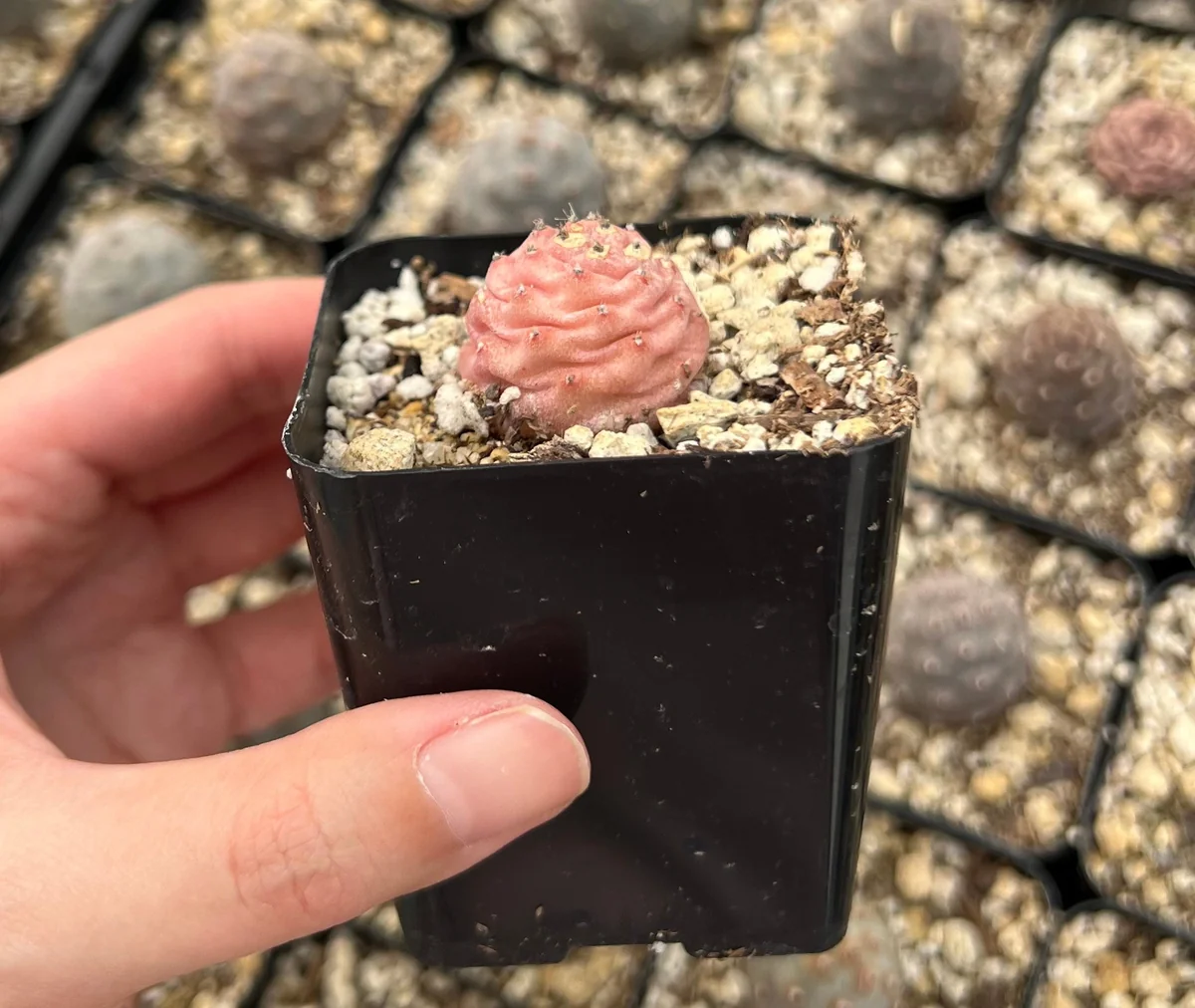 Pine Cone Cactus Live Plant - Rare Succulent in 2.5'' Pot - Indoor/Outdoor - Image 6