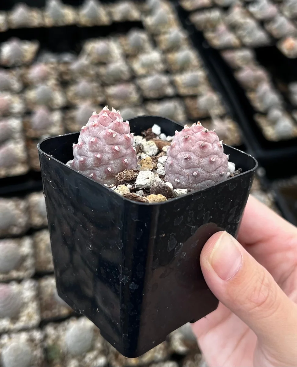 Pine Cone Cactus Live Plant - Rare Succulent in 2.5'' Pot - Indoor/Outdoor - Image 1