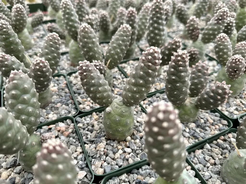 Pine Cone Cactus Live Plant - Tephrocactus Articulatus 3" Pot