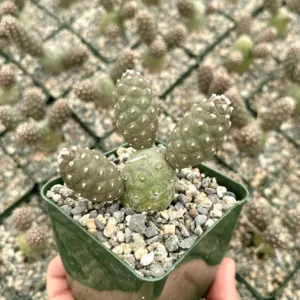 Pine Cone Cactus Live Plant - Tephrocactus Articulatus, 3 inch Pot - Image 2