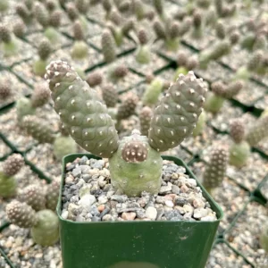 Pine Cone Cactus Live Plant - Tephrocactus Articulatus, 3 inch Pot - Image 3