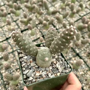 Pine Cone Cactus Live Plant - Tephrocactus Articulatus, 3 inch Pot - Image 4