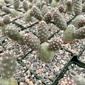 Pine Cone Cactus Live Plant - Tephrocactus Articulatus, 3 inch Pot - Image 7