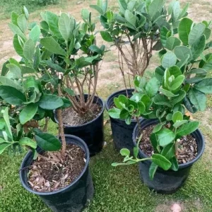 Pineapple Guava Live Plant - 1 Ft Tall Feijoa Sellowiana in 1 Gallon Pot - Image 3