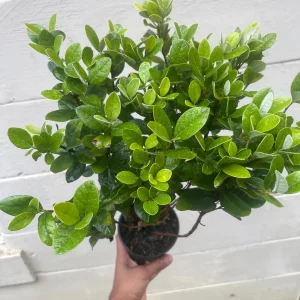 Pineapple Guava Live Plant - Acca Sellowiana Fruit Shrub for Edible & Ornamental Gardens - Image 3