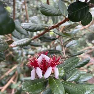 Pineapple Guava Live Plant - Acca Sellowiana Fruit Shrub for Edible & Ornamental Gardens - Image 5