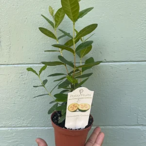 Pineapple Guava Live Plant - Acca Sellowiana Fruit Shrub for Edible & Ornamental Gardens - Image 9