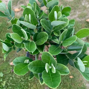 Pineapple Guava Live Plant (Feijoa Sellowiana) 1 Foot Tall in 1 Gallon Pot - Image 4