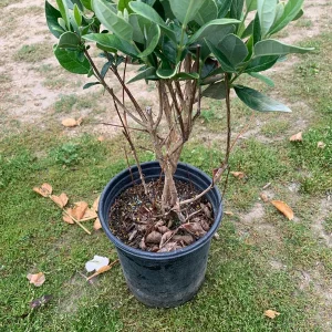 Pineapple Guava Live Plant (Feijoa Sellowiana) 1 Foot Tall in 1 Gallon Pot - Image 5