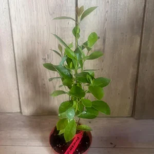 Pineapple Guava Live Plant – Feijoa Sellowiana – 4 inch Pot – Outdoor Fruit Shrub - Image 5