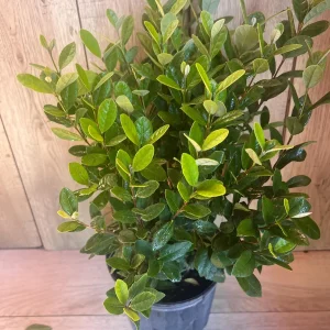 Pineapple Guava Live Plant - Feijoa Sellowiana in 10-inch Pot, Edible Fruit Tree - Image 6