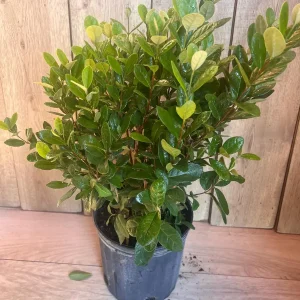 Pineapple Guava Live Plant - Feijoa Sellowiana in 10-inch Pot, Edible Fruit Tree - Image 9