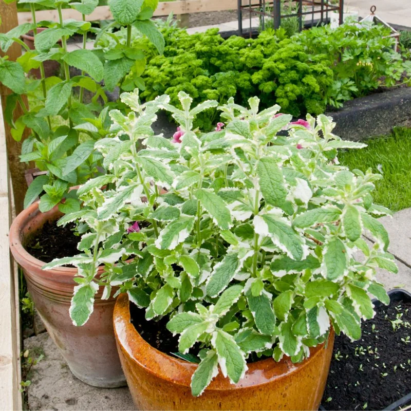 Pineapple Mint Live Herb Plant - Variegated Foliage, 4 Inch Pot - Image 1