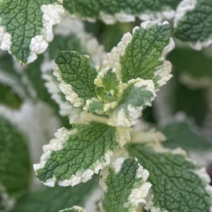 Pineapple Mint Live Herb Plant - Variegated Foliage, 4 Inch Pot - Image 2