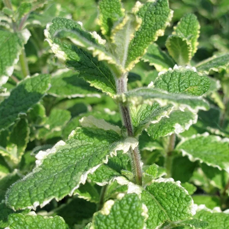 Pineapple Mint Live Herb Plant - Variegated Foliage, 4 Inch Pot - Image 3