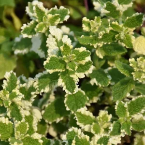 Pineapple Mint Live Herb Plant - Variegated Foliage, 4 Inch Pot - Image 4