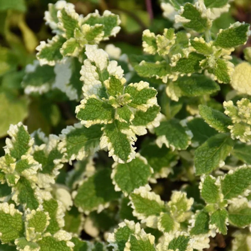 Pineapple Mint Live Herb Plant - Variegated Foliage, 4 Inch Pot - Image 4