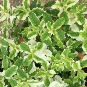 Pineapple Mint Live Herb Plant - Variegated Foliage, 4 Inch Pot - Image 5