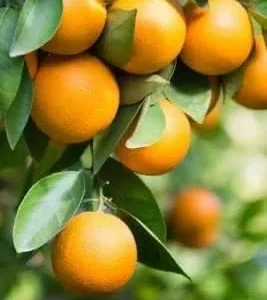 Pineapple Orange Tree Live Plant – 2-3 ft Tall, 3 Gallon Pot – Grafted Citrus - Image 1