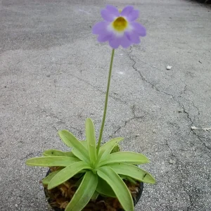 Pinguicula Primuliflora Butterwort Plant - Carnivorous Primrose, 3 inch Pot, Indoor/Outdoor - Image 3