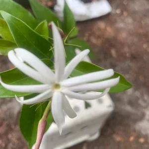 Pink Angelwing Jasmine Live Plant - Jasminum Nitidum Fragrant Vine, White Blooms - Image 3