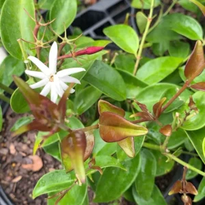Pink Angelwing Jasmine Live Plant - Jasminum Nitidum Fragrant Vine, White Blooms - Image 5