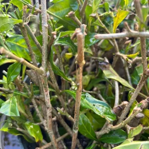 Pink Angelwing Jasmine Live Plant - Jasminum Nitidum Fragrant Vine, White Blooms - Image 7