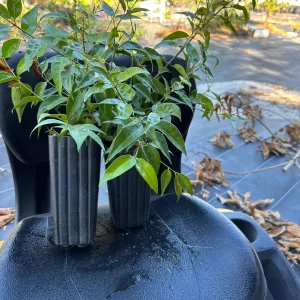Pink Angelwing Jasmine Live Plant - Jasminum Nitidum Fragrant Vine, White Blooms - Image 9