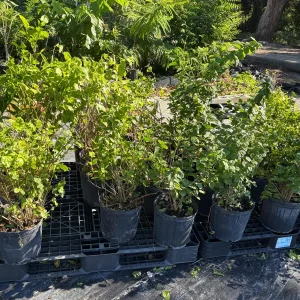 Pink Angelwing Star Jasmine Live Plant - Fragrant White Blooms, Vine - Image 10