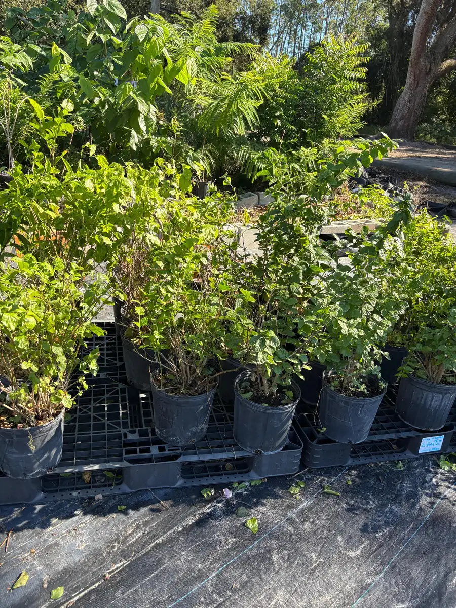 Pink Angelwing Star Jasmine Live Plant - Fragrant White Blooms, Vine - Image 10