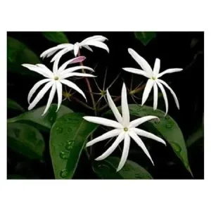 Pink Angelwing Star Jasmine Live Plant - Fragrant White Blooms, Vine - Image 2