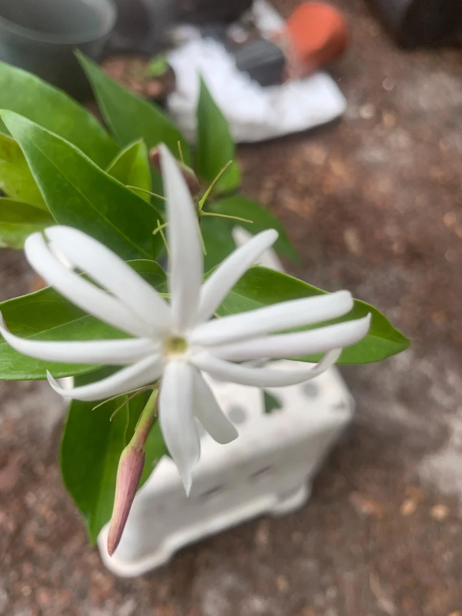 Pink Angelwing Star Jasmine Live Plant - Fragrant White Blooms, Vine - Image 3
