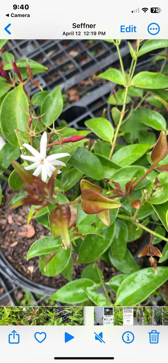 Pink Angelwing Star Jasmine Live Plant - Fragrant White Blooms, Vine - Image 5