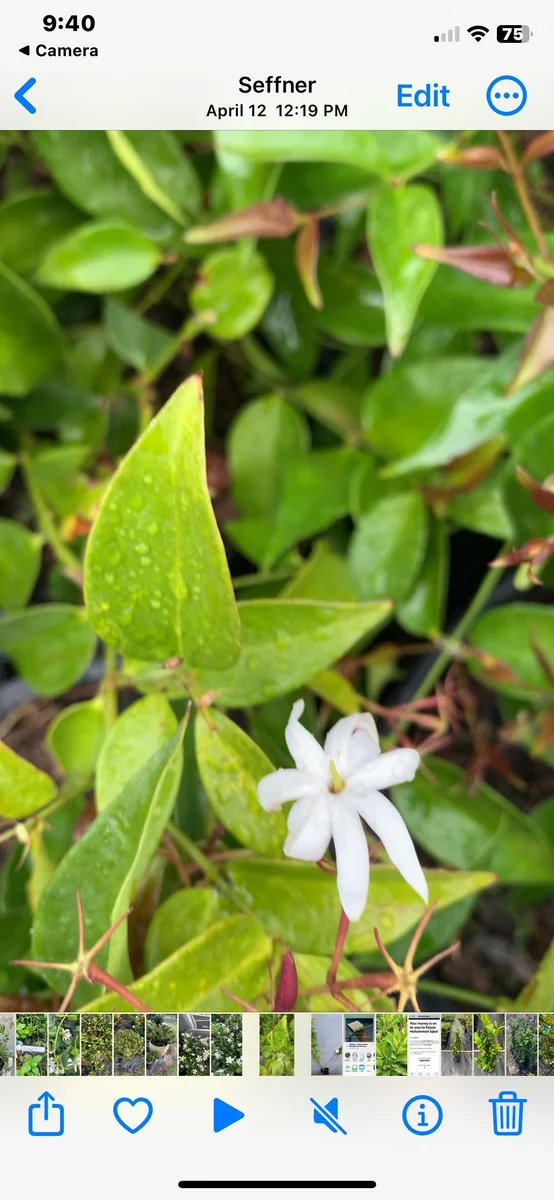 Pink Angelwing Star Jasmine Live Plant - Fragrant White Blooms, Vine - Image 6