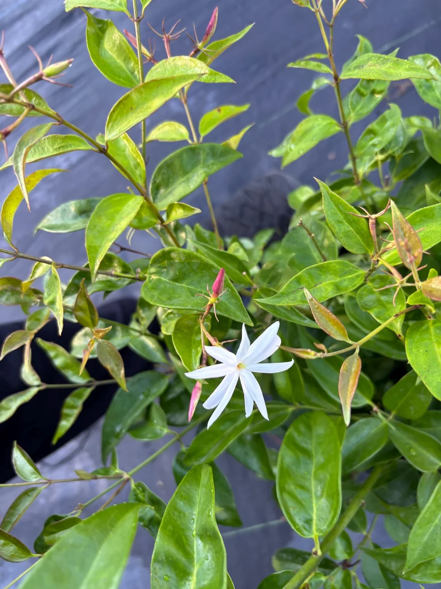 Pink Angelwing Star Jasmine Live Plant - Fragrant White Blooms, Vine - Image 8