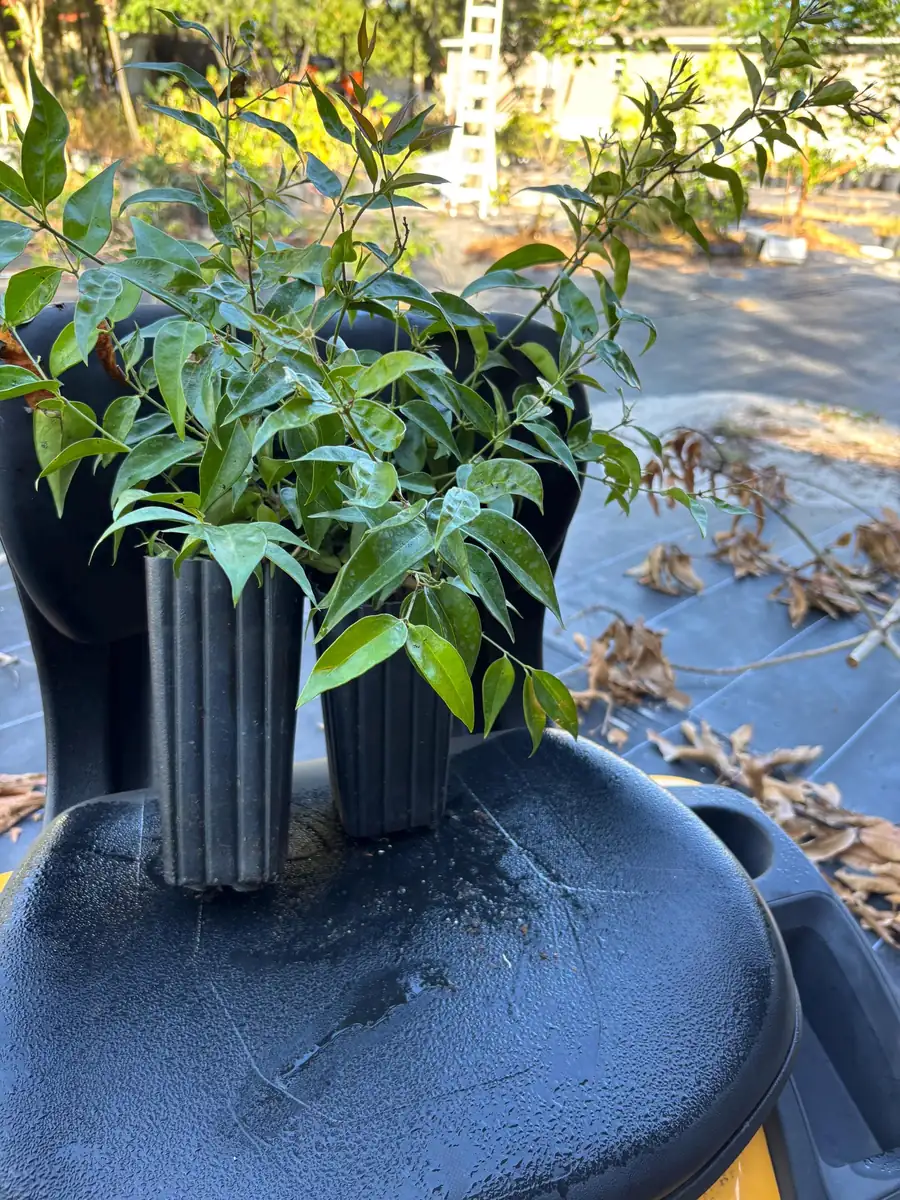 Pink Angelwing Star Jasmine Live Plant - Fragrant White Blooms, Vine - Image 9