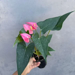 Pink Anthurium Live Plant – 4 inch Pot – Easy Care Indoor Flowering Houseplant - Image 2