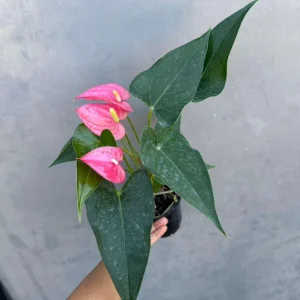Pink Anthurium Live Plant – 4 inch Pot – Easy Care Indoor Flowering Houseplant - Image 4