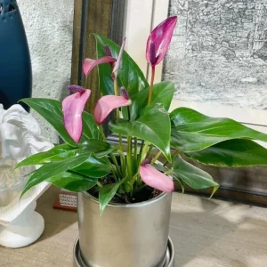 Pink Anthurium Zizou Live Plant - 4" Pot Tropical Flowering Houseplant - Image 2