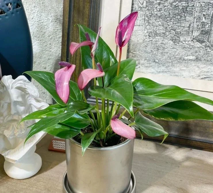 Pink Anthurium Zizou Live Plant - 4" Pot Tropical Flowering Houseplant - Image 2