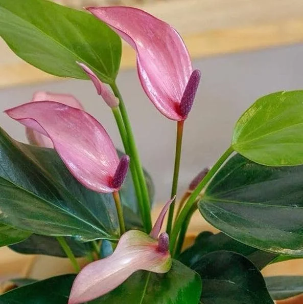Pink Anthurium Zizou Live Plant - 4" Pot Tropical Flowering Houseplant - Image 3