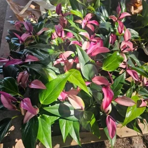 Pink Anthurium Zizou Live Plant - 4