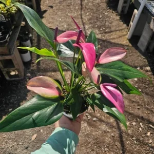 Pink Anthurium Zizou Live Plant - 4