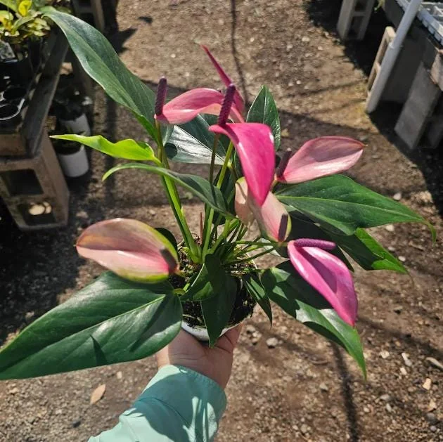 Pink Anthurium Zizou Live Plant - 4" Pot Tropical Flowering Houseplant - Image 5