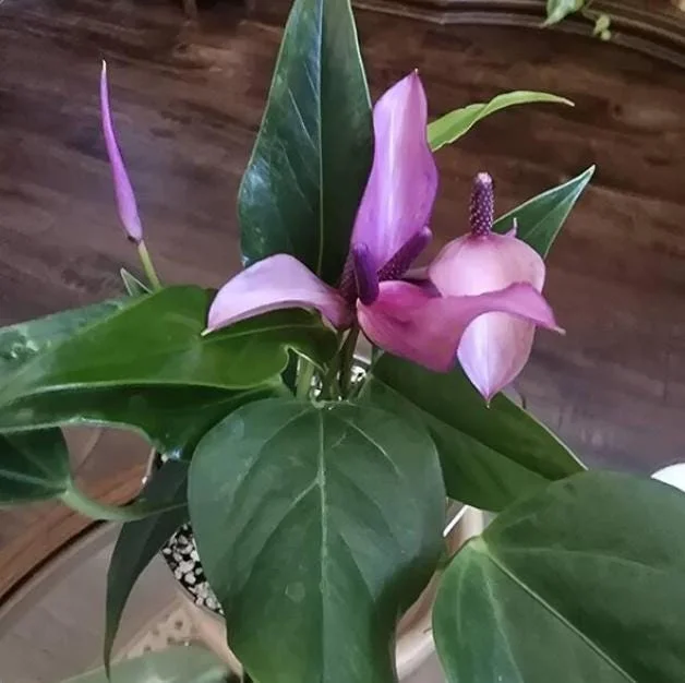 Pink Anthurium Zizou Live Plant - 4" Pot Tropical Flowering Houseplant - Image 6