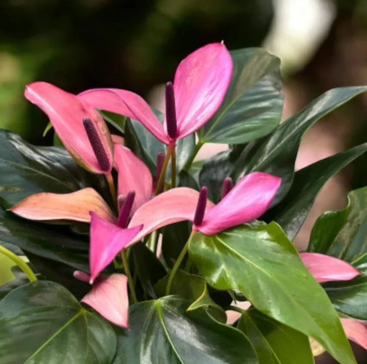 Pink Anthurium Zizou Live Plant - 4" Pot Tropical Flowering Houseplant - Image 1