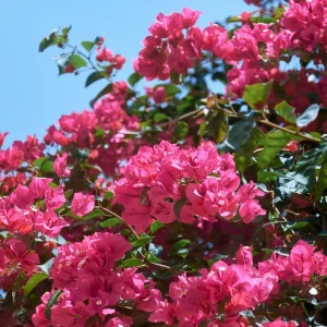 Pink Bougainvillea Live Plant – Flowering Perennial Vine – Starter 6-8 Inches - Image 5